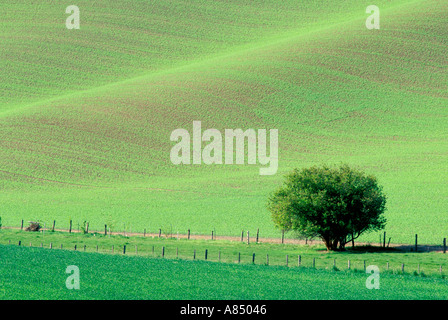 Lonely tree in field of wheat Washington zone Palousienne Banque D'Images
