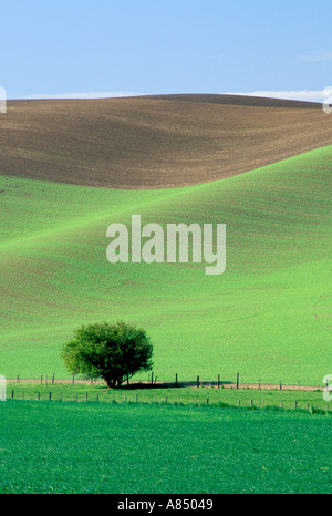 Lonely tree in field of wheat Washington zone Palousienne Banque D'Images
