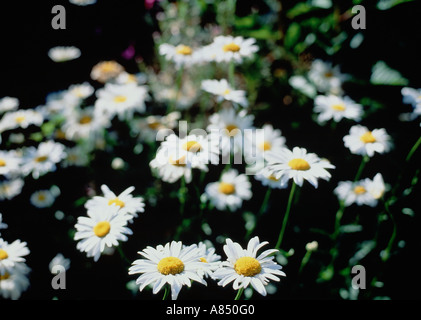 Le Somerset. L'Angleterre. UK. Jardin de fleurs. Marguerites. Banque D'Images