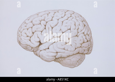 Illustration du cerveau humain Banque D'Images