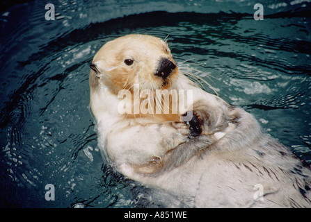 L'Amérique du Nord. De l'Alaska. Close-up de loutre de mer adultes flottant sur le dos dans l'alimentation de la posture. Banque D'Images