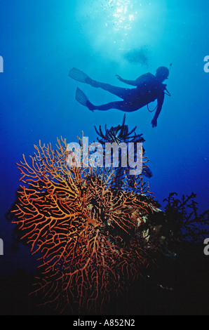 La Papouasie-Nouvelle-Guinée. Sous l'angle faible point de scuba diver silhouette au-dessus du ventilateur gorgones récif de corail. Banque D'Images