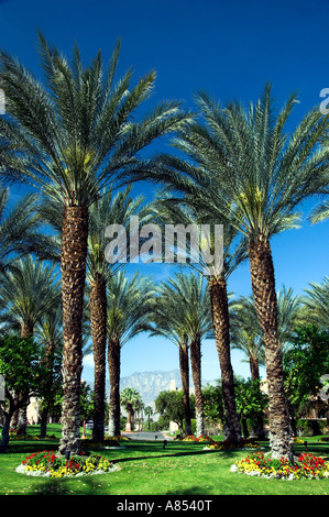 Palm Garden paysagers au Westin Mission Hills Resort à Rancho Mirage près de Palm Springs en Californie USA Banque D'Images