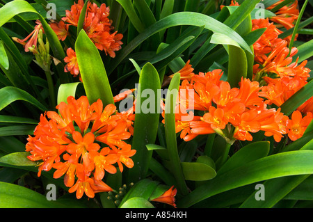 Clivia miniata fleurs dans la cour intérieure de la Mission Basilica San Diego de Alcalá, près de San Diego, California USA Banque D'Images