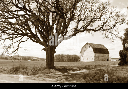 Photographie sépia de l'ancienne grange et l'arbre de chêne Banque D'Images