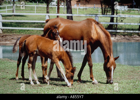 L'Australie. Le Queensland. Cheval de race Thoroughbred mare et deux poulains dans l'enclos de pâturage. Banque D'Images