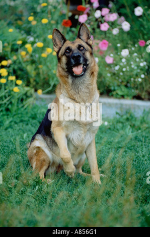 Portrait plein air de chien alsacien. Banque D'Images