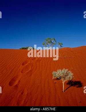 L'Australie. Simpson Desert. L'ensemble des empreintes du sable rouge ridge. Banque D'Images