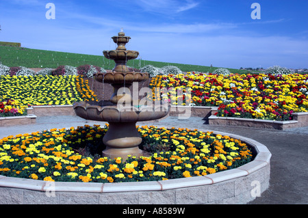 Tecolote géant Ranunculus champs de fleurs en fleurs près de Carlsbad Californie USA Banque D'Images