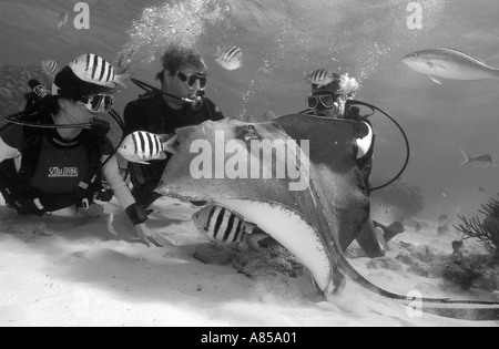 Interagir avec les plongeurs DU SUD UNE STINGRAY DASYATIS AMERICANA À STINGRAY CITY GRAND CAYMAN Banque D'Images