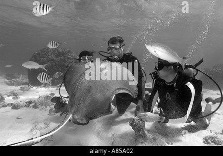 Interagir avec les plongeurs DU SUD UNE STINGRAY DASYATIS AMERICANA À STINGRAY CITY GRAND CAYMAN Banque D'Images