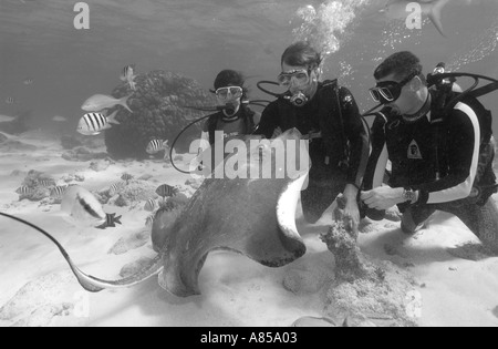 Interagir avec les plongeurs DU SUD UNE STINGRAY DASYATIS AMERICANA À STINGRAY CITY GRAND CAYMAN Banque D'Images