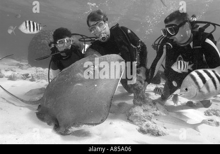 Interagir avec les plongeurs DU SUD UNE STINGRAY DASYATIS AMERICANA À STINGRAY CITY GRAND CAYMAN Banque D'Images