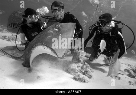 Interagir avec les plongeurs DU SUD UNE STINGRAY DASYATIS AMERICANA À STINGRAY CITY GRAND CAYMAN Banque D'Images