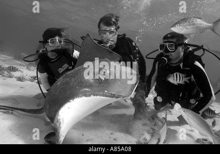 Interagir avec les plongeurs DU SUD UNE STINGRAY DASYATIS AMERICANA À STINGRAY CITY GRAND CAYMAN Banque D'Images