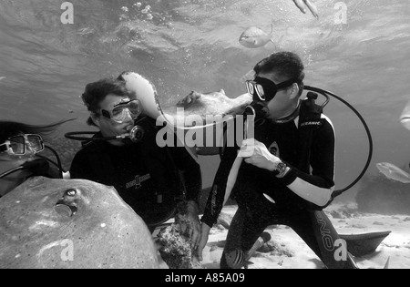 Interagir avec les plongeurs DU SUD UNE STINGRAY DASYATIS AMERICANA À STINGRAY CITY GRAND CAYMAN Banque D'Images