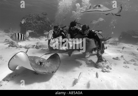 Interagir avec les plongeurs DU SUD UNE STINGRAY DASYATIS AMERICANA À STINGRAY CITY GRAND CAYMAN Banque D'Images