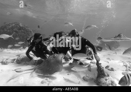 Interagir avec les plongeurs DU SUD UNE STINGRAY DASYATIS AMERICANA À STINGRAY CITY GRAND CAYMAN Banque D'Images