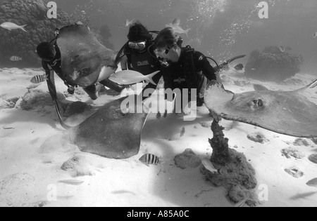 Interagir avec les plongeurs DU SUD UNE STINGRAY DASYATIS AMERICANA À STINGRAY CITY GRAND CAYMAN Banque D'Images