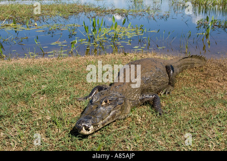 Le Caïman à lunettes (Caiman crocodilus) est l'une des cinq espèces de caïmans noirs dans le Pantanal. Banque D'Images