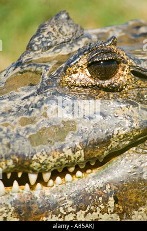 Vue rapprochée d'un caïman à lunettes (Caiman crocodilus) qui est l'une des cinq espèces de caïmans noirs dans le Pantanal. Banque D'Images