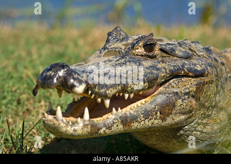 Vue rapprochée d'un caïman à lunettes (Caiman crocodilus) qui est l'une des cinq espèces de caïmans noirs dans le Pantanal. Banque D'Images