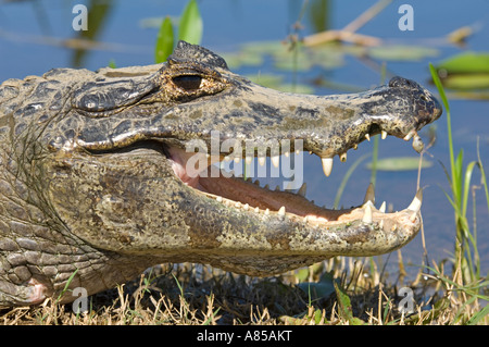 Vue rapprochée d'un caïman à lunettes (Caiman crocodilus) qui est l'une des cinq espèces de caïmans noirs dans le Pantanal. Banque D'Images