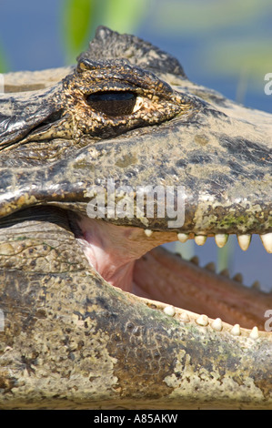 Vue rapprochée d'un caïman à lunettes (Caiman crocodilus) qui est l'une des cinq espèces de caïmans noirs dans le Pantanal. Banque D'Images