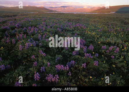 Fleurs sauvages fleurissent dans la vallée de la rivière Egaksrak avec Brooks Range en arrière-plan Arctic National Wildlife Refuge en Alaska Banque D'Images