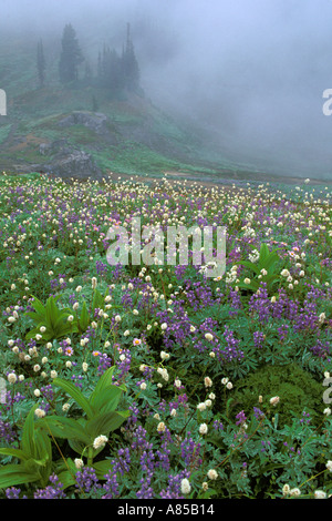 Wildflower Meadow Creek subalpine Edith bassin Paradise Mount Rainier National Park Cascade Mountains Washington Banque D'Images