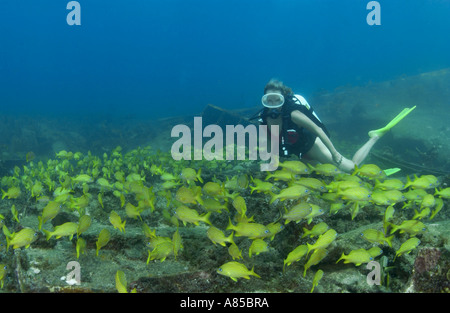 L'école de plongée femme Bimiti avec grunts épave divesite Bahamas Banque D'Images