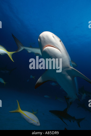 Bahamas Freeport Hydro sous-marine Plongée Requins requins de récif de laboratoire avec des snappers Limande Banque D'Images