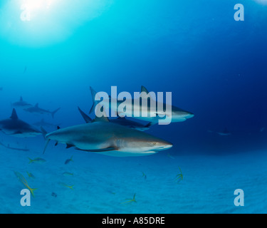 Bahamas Freeport u w Hydro Lab Trio de plongée requins requins de récif w autres Banque D'Images