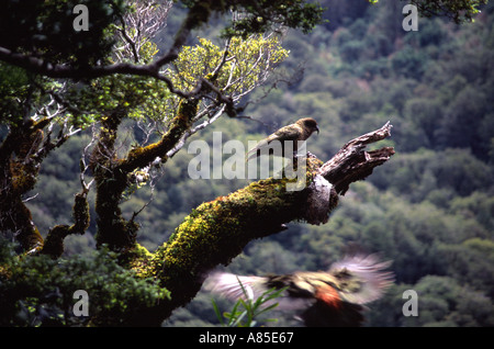 Keas n'Nouvelle-zélande perroquets alpin près de Nouvelle-zélande Fiordland Milford Road Banque D'Images