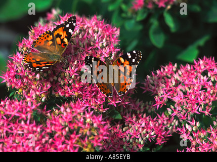 Une paire de papillons belle dame américaine (Vanessa cardui [Linné]) sur fleur sedum Banque D'Images