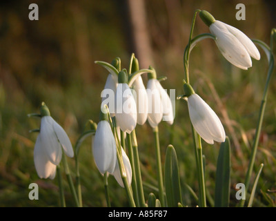 Snow Drop fleurs Banque D'Images