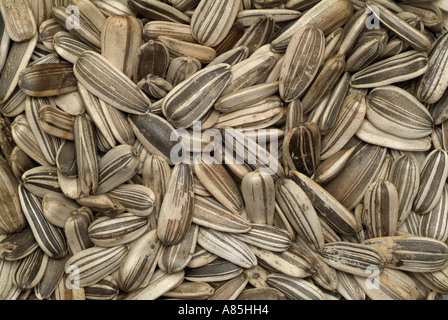 Les graines de tournesol, Close Up. Banque D'Images