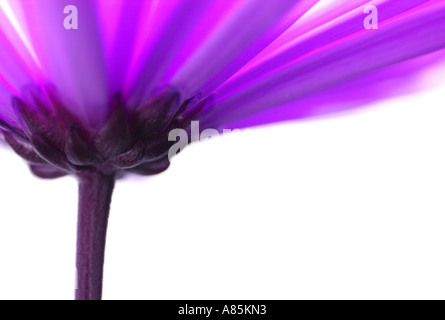 Colorful abstract fleur sur fond blanc Banque D'Images