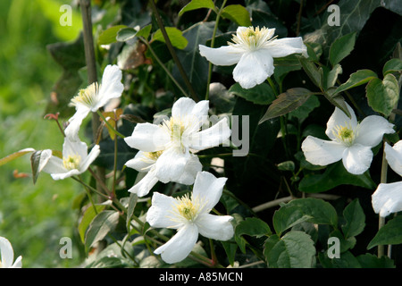 Clematis montana alba scrambling sur sciage empilées pour fournir un habitat pour la saison dans le jardin fin avril Devon Holbrook Banque D'Images