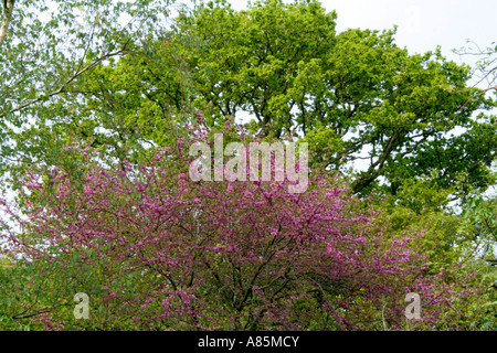 L'arbre de Judée Cercis siliquastrum et le feuillage vert frais de Quercus robur Holbrook Devon Jardin fin avril Banque D'Images