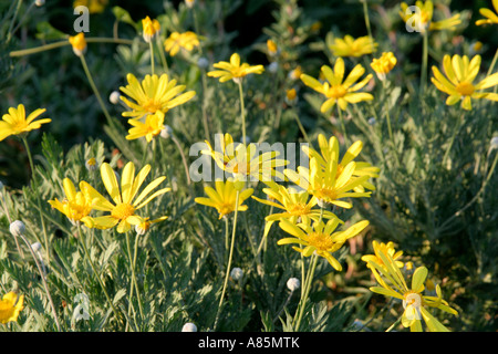 Euryops pectinatus a marguerites jaunes lumineux parfaitement complétée par des feuilles argentées Banque D'Images