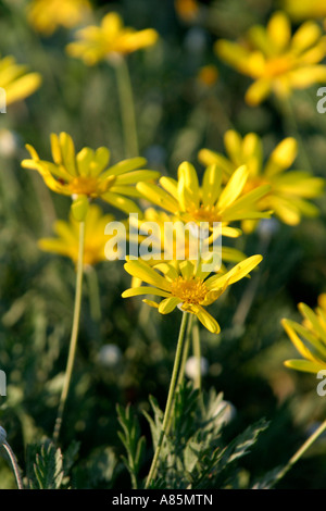 Euryops pectinatus a marguerites jaunes lumineux parfaitement complétée par des feuilles argentées Banque D'Images