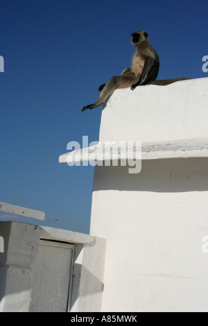 Un langur Hanuman refroidissement sur un mur à l'extérieur du temple de Brahman dans Pushkar, Rajasthan, Inde. Banque D'Images