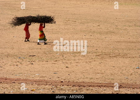 Des femmes portant des bois sur la tête dans le désert près de Pushkar, Rajasthan, Inde. Banque D'Images