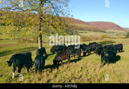 Noir gallois le pâturage pâturage de graminées sur la ferme biologique biodynamique à Cwmyoy Monmouthshire South Wales UK Banque D'Images