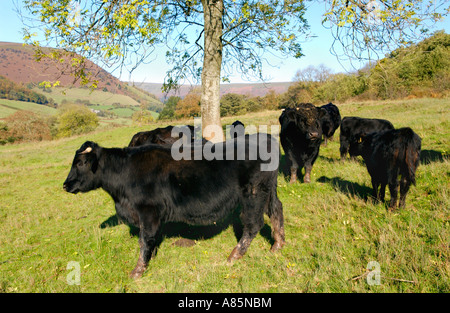 Noir gallois le pâturage pâturage de graminées sur la ferme biologique biodynamique à Cwmyoy Monmouthshire South Wales UK Banque D'Images