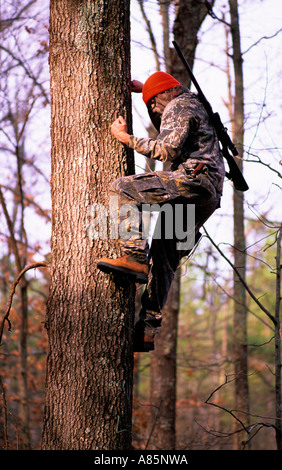 Un chasseur grimpe dans un arbre avec son fusil pendant la saison des cerfs de Virginie, USA Banque D'Images