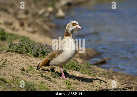 Des profils Egyptian goose Alopochen aegyptiacus Norfolk Broads Banque D'Images