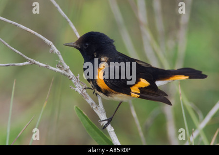 Paruline flamboyante Setophaga ruticilla homme South Padre Island Texas USA Mai 2005 Banque D'Images