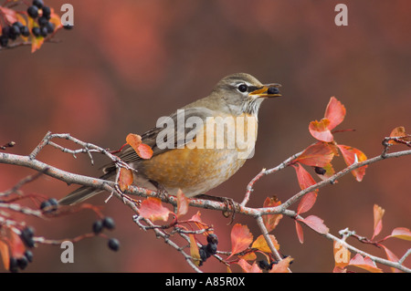 Merle d'Amérique Turdus migratorius femme mangeant des baies d'aubépine fallcolors Black snow Le Grand Teton NP Wyoming Banque D'Images